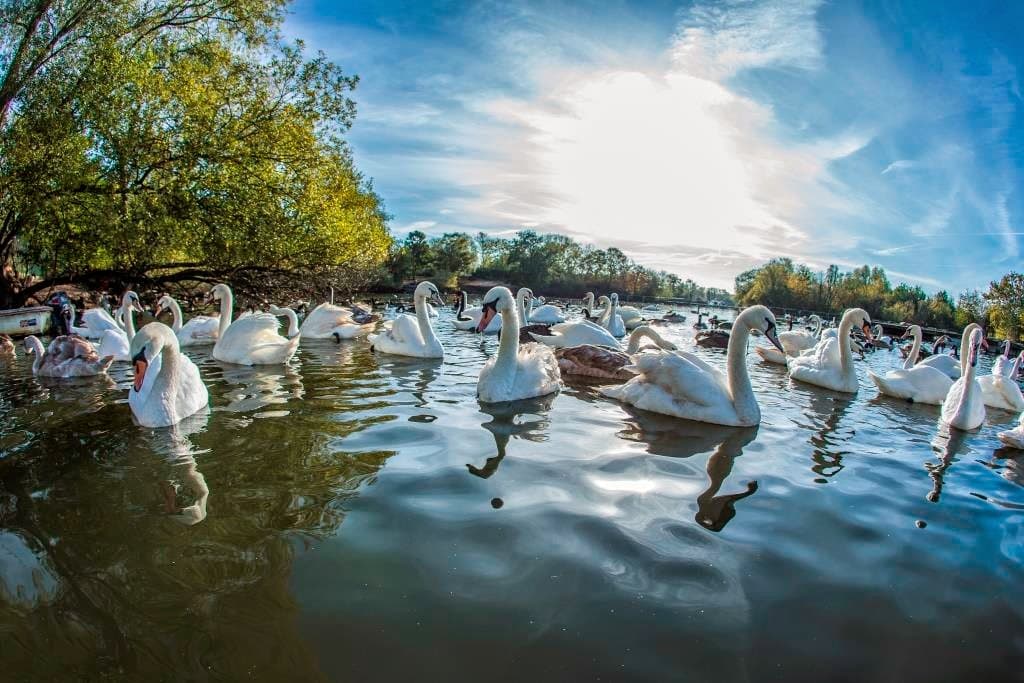 The Swan Sanctuary