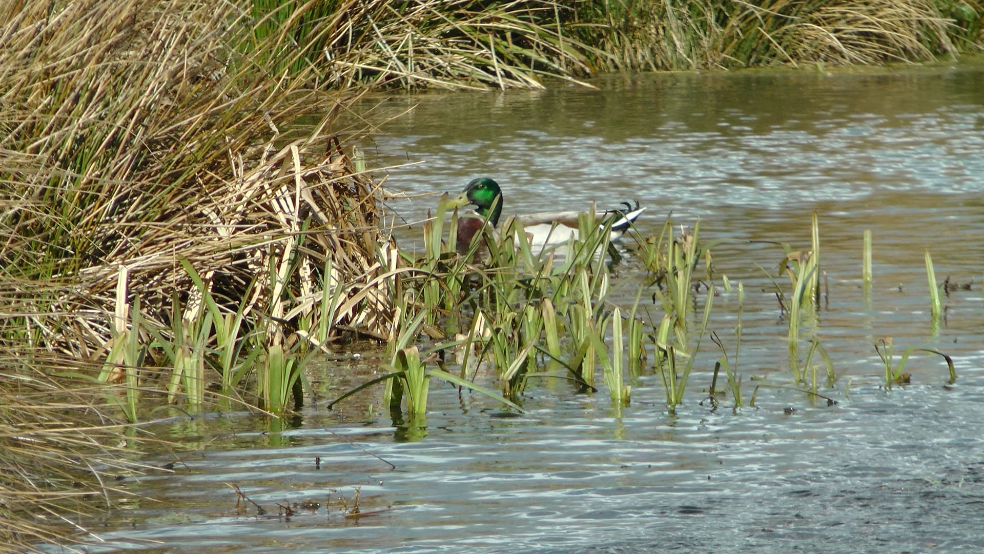 Ashtead Rye Meadows Wetlands 4
