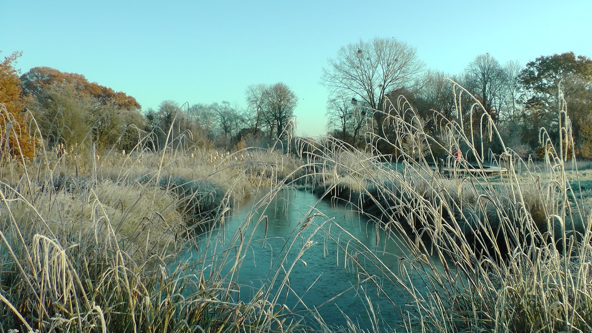Ashtead Rye Meadows Wetlands