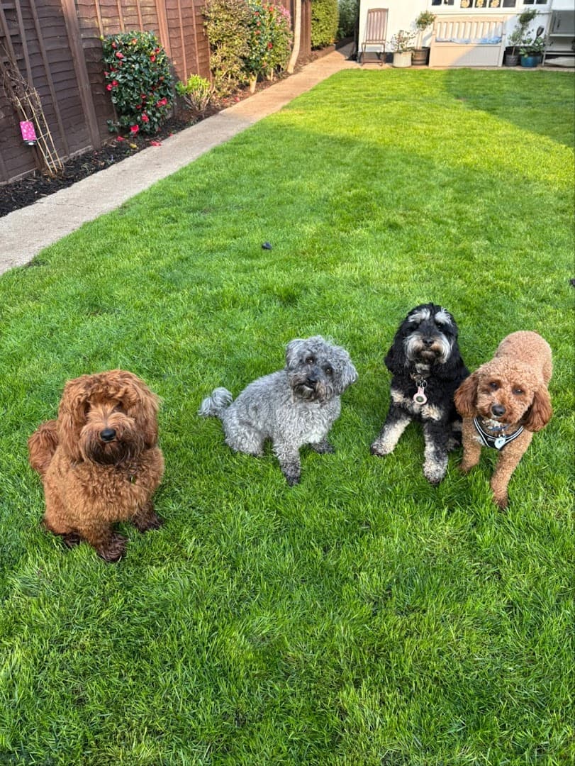 Small Paw Adventures 7